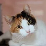 A senior medium-sized female Calico Domestic Short Hair cat named Peaches for adoption in Hilliard, OH