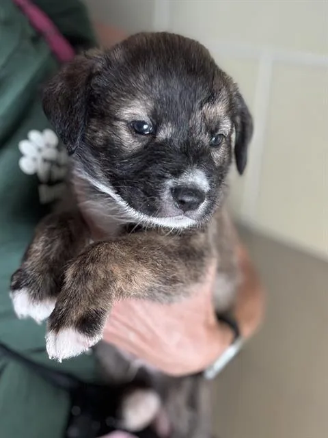 A baby small-sized male Shepherd dog named Shrek for adoption in Riverside, CA