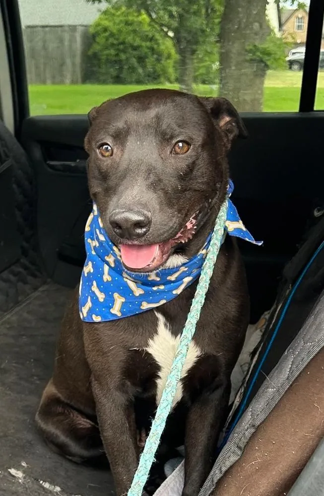 Blackjack thumbnail 2