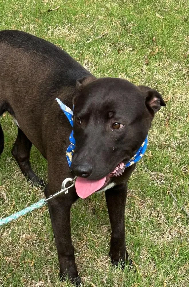 Blackjack thumbnail 3