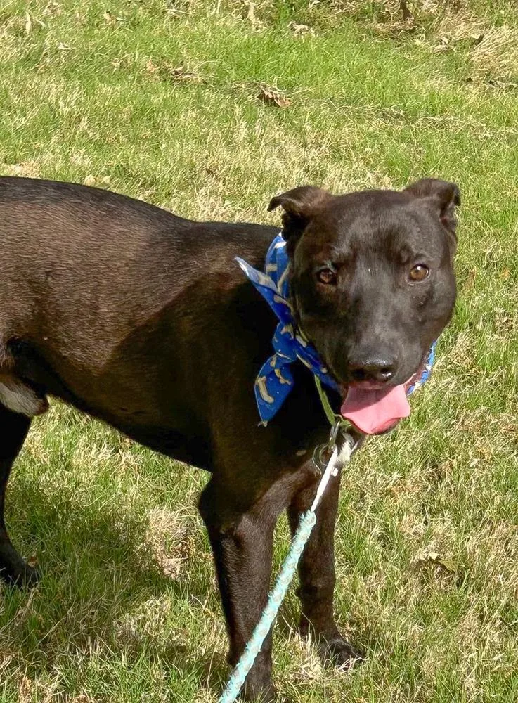 Blackjack thumbnail 4