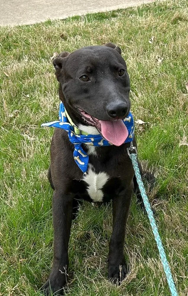 Blackjack thumbnail 5