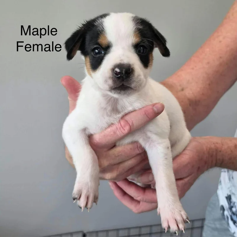 A baby medium-sized female Australian Cattle Dog / Blue Heeler dog named Maple for adoption in PLAINFIELD, CT
