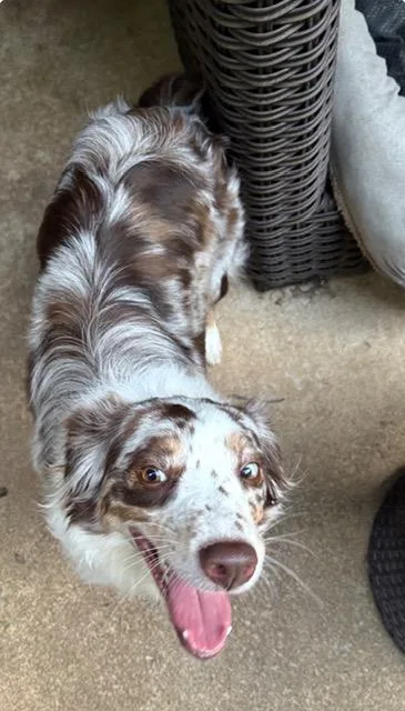 An adult small-sized female Merle (Red) Australian Terrier dog named Athena for adoption in Tulsa, OK