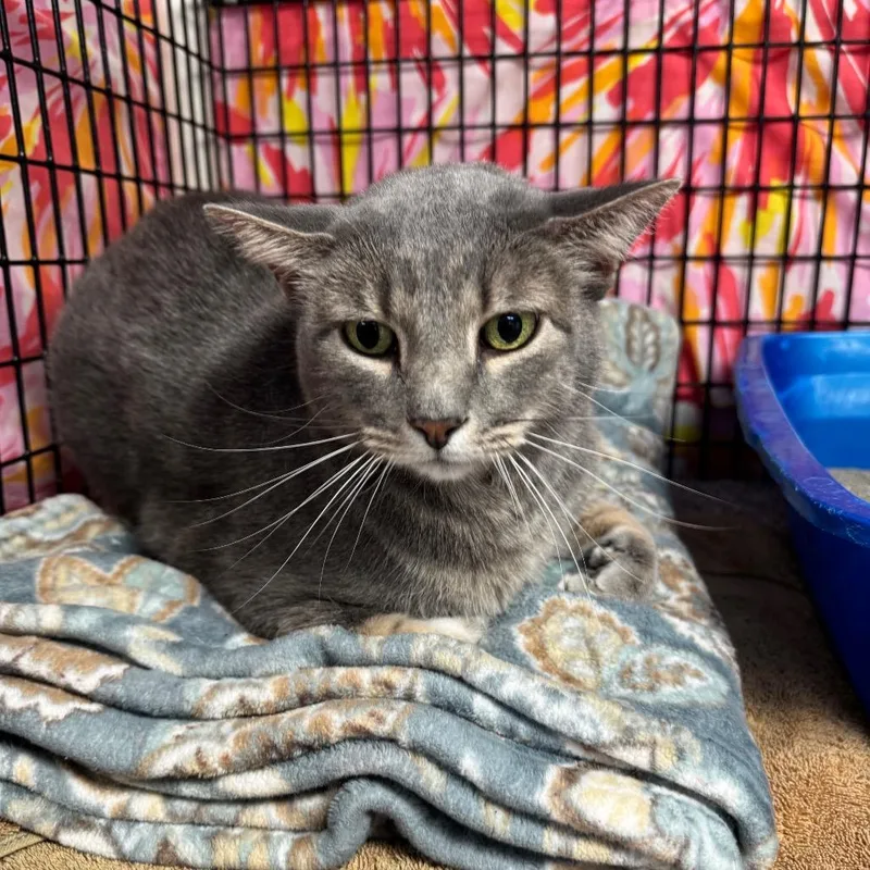 A senior large-sized male Gray / Blue / Silver Domestic Short Hair cat named Cornelius for adoption in Milford, IA