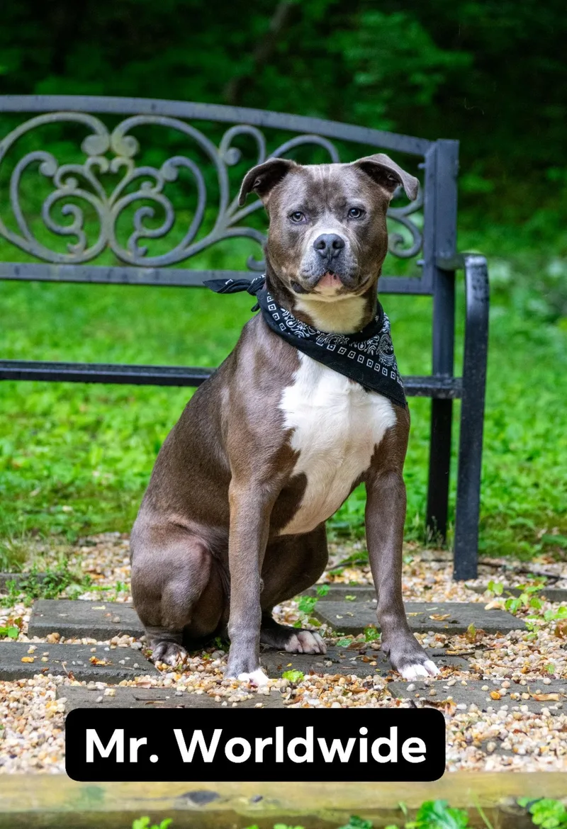 An adult large-sized male Brown / Chocolate Pit Bull Terrier dog named Mr Worldwide for adoption in Sevierville, TN