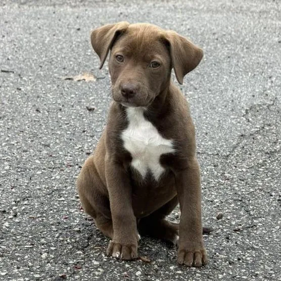 A baby small-sized female Brown / Chocolate Mixed Breed dog named Fern for adoption in West Olive, MI