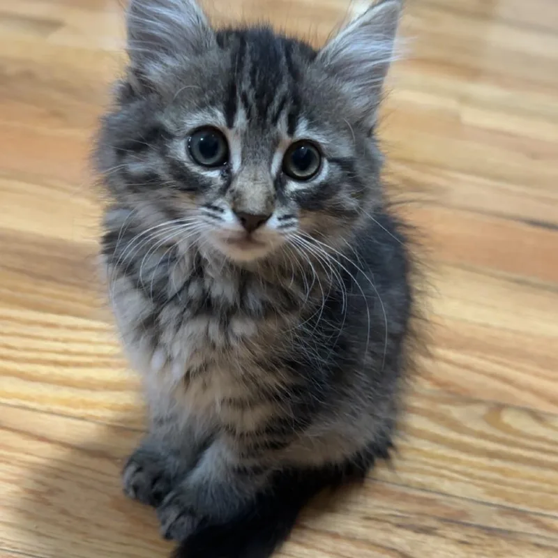 A baby small-sized female Brown / Chocolate Domestic Short Hair cat named Nightshade for adoption in Walden, NY
