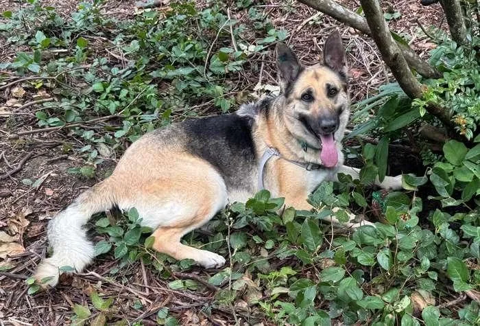 A young large-sized female German Shepherd Dog dog named Remi for adoption in Coupeville, WA