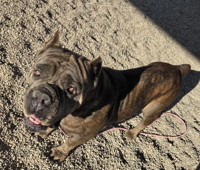 An adult large-sized female Cane Corso dog named Angie for adoption in Mesa, AZ