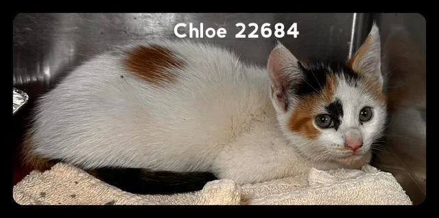 A baby medium-sized female Calico Domestic Medium Hair cat named Chloe for adoption in Marietta, GA