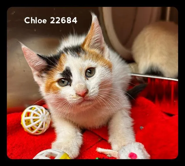 Chloe thumbnail 2