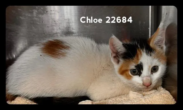 Chloe thumbnail 3