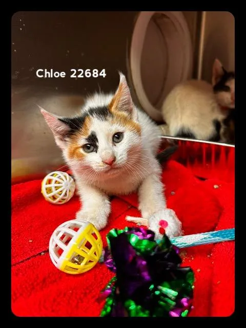 Chloe thumbnail 4