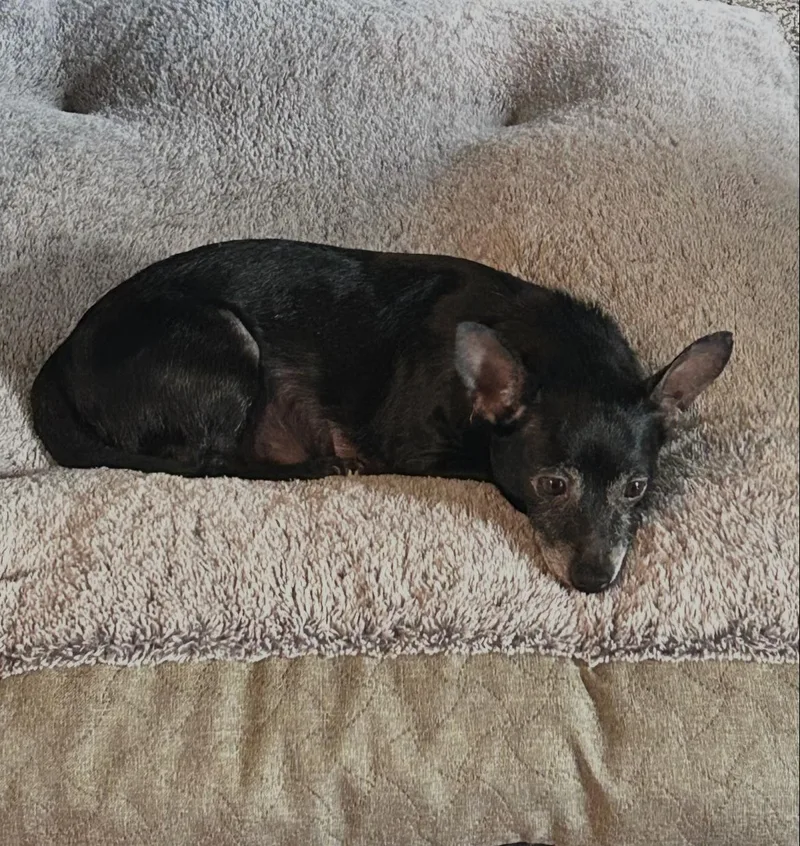 An adult small-sized female Chihuahua dog named Mouse for adoption in Mechanicsburg, PA