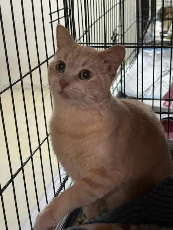 A young medium-sized male Orange / Red Domestic Short Hair cat named Willie for adoption in Walled Lake, MI