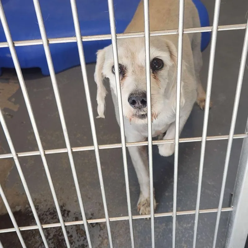 A senior medium-sized male White / Cream Schnauzer dog named Scruffie for adoption in Kingman, AZ