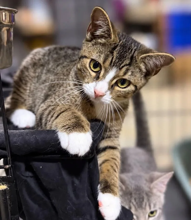 A baby medium-sized female Domestic Short Hair cat named Lilly for adoption in Salamanca, NY