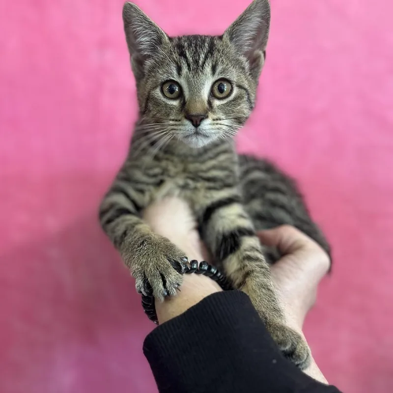 Cardinal thumbnail 2