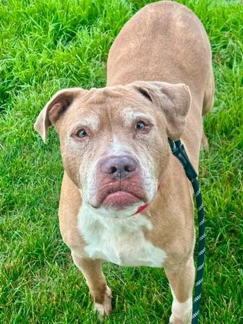 A senior large-sized male Pit Bull Terrier dog named Tyler for adoption in Saint Peters, MO