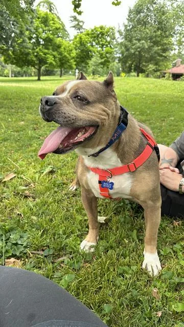 An adult large-sized male Pit Bull Terrier dog named Pipsqueak for adoption in Indianapolis, IN