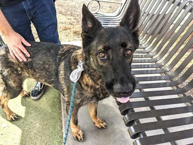 An adult large-sized male German Shepherd Dog dog named Riggs for adoption in Phoenix, AZ