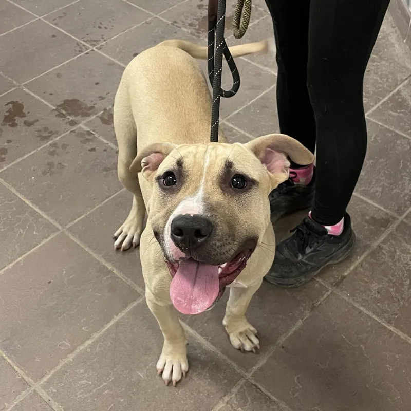 A young medium-sized female Brown / Chocolate Mixed Breed dog named StrayBonnybrookWay for adoption in Columbus, GA