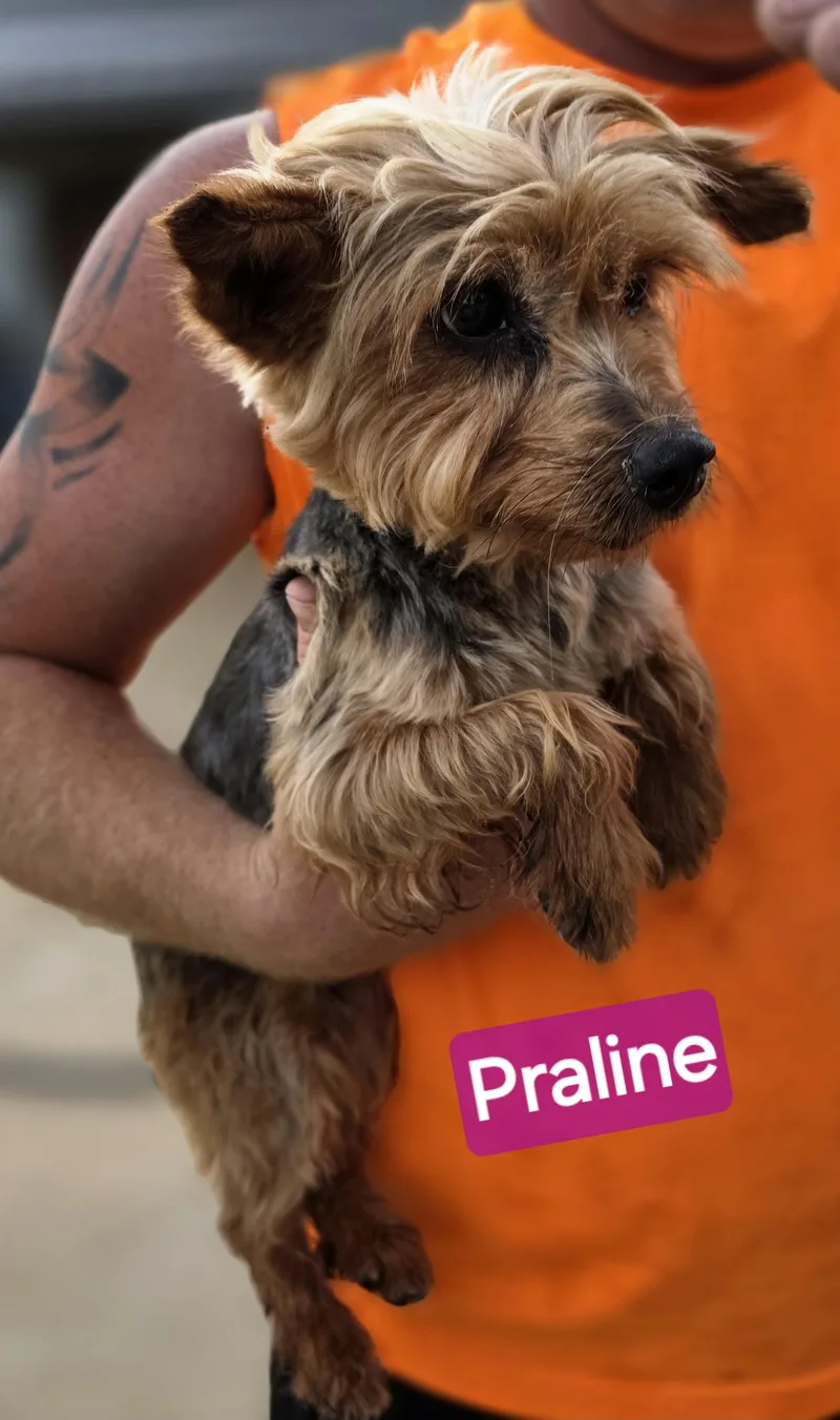 Praline