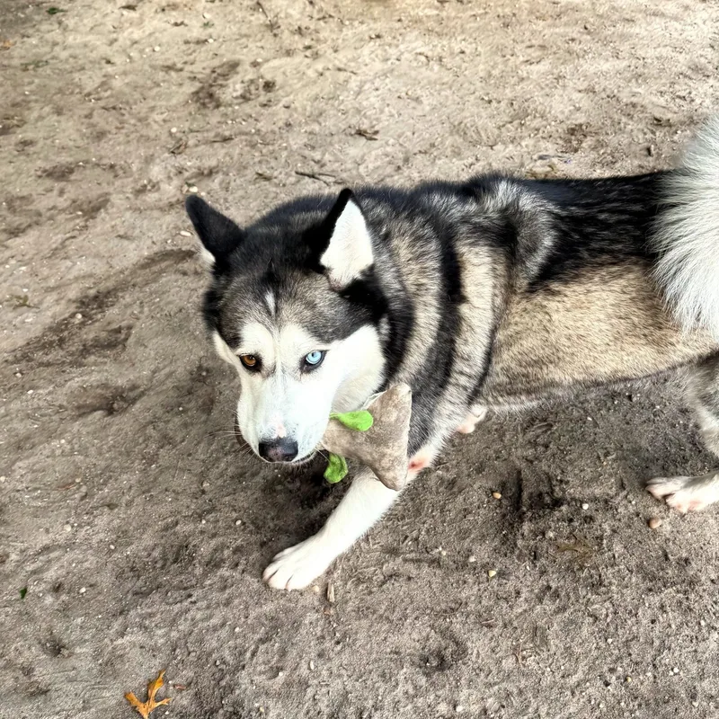 A young large-sized female Siberian Husky dog named Lassie for adoption in Brookhaven, NY