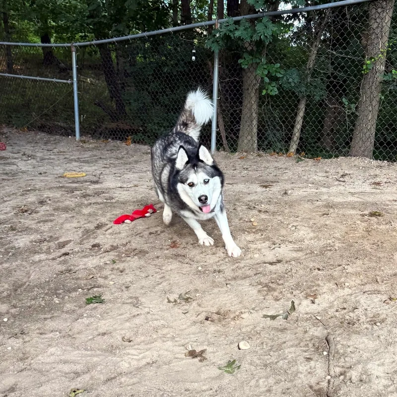 Lassie thumbnail 4