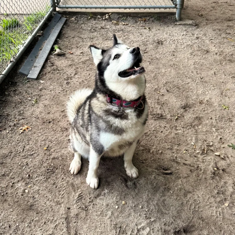 Lassie thumbnail 5