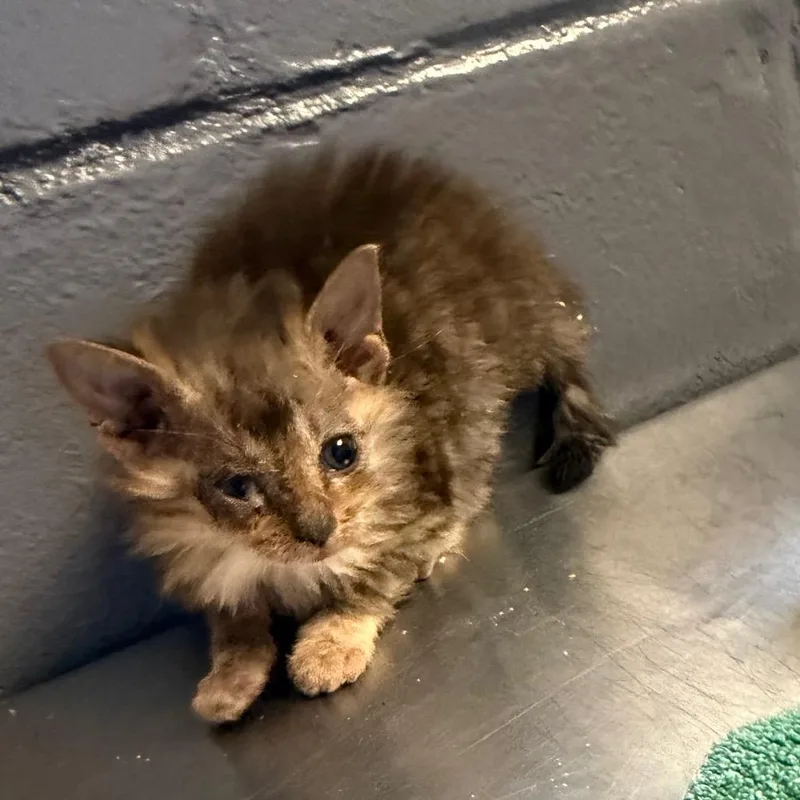 A baby small-sized female Brown / Chocolate Domestic Medium Hair cat named Tuscstray____ for adoption in Tuscaloosa, AL