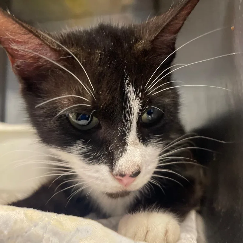 A young medium-sized female Black Domestic Short Hair cat named Maddie for adoption in Valley, AL
