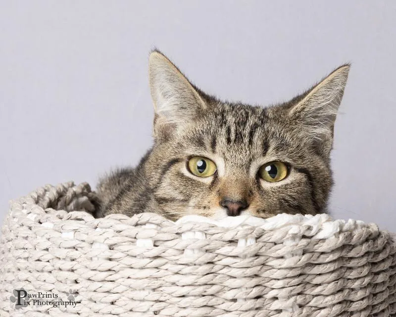 An adult medium-sized female Tabby (Gray / Blue / Silver) Domestic Short Hair cat named Ellie for adoption in Maryville, TN