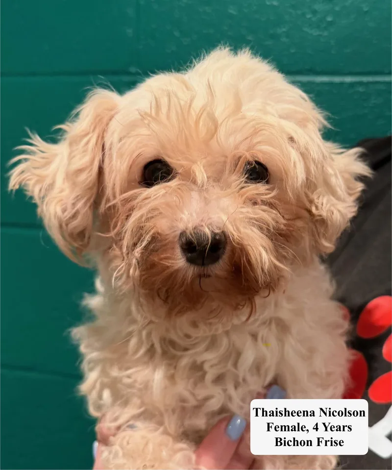 An adult small-sized female Bichon Frise dog named Thaisheena Nicolson for adoption in Blue Springs, MO