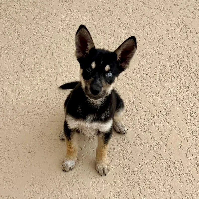 A baby medium-sized male Black Husky dog named Simba for adoption in Houston, TX