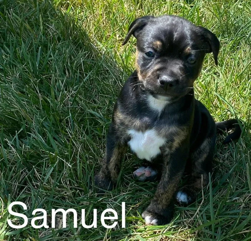 A baby small-sized male Black Boston Terrier dog named Samuel for adoption in Evansville, IN