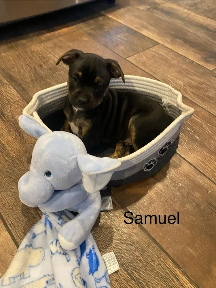 Samuel thumbnail 5