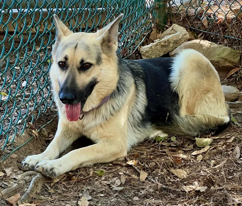 An adult large-sized female German Shepherd Dog dog named Casey for adoption in Little Rock, AR
