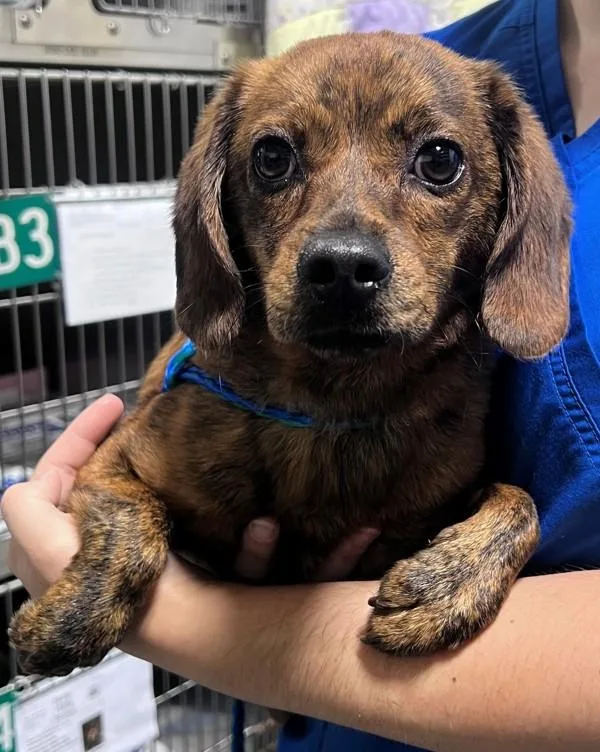 An adult small-sized female Dachshund dog named Magnolia for adoption in Dallas, GA