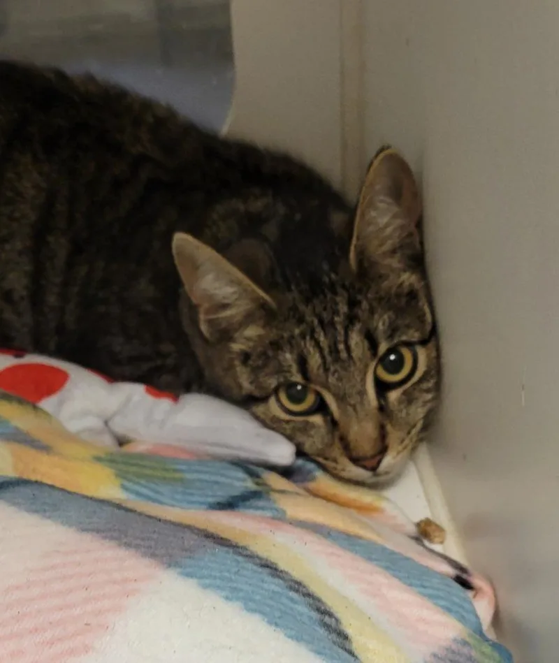 A young medium-sized female Domestic Short Hair cat named Thistle for adoption in Windsor, CT