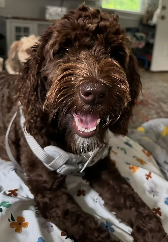 A young medium-sized female Labradoodle dog named Ella for adoption in Bowie, MD