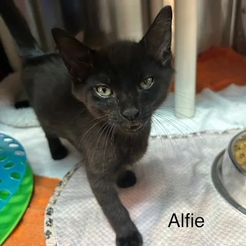 A baby small-sized male Black Domestic Short Hair cat named Alfie for adoption in Knoxville, TN