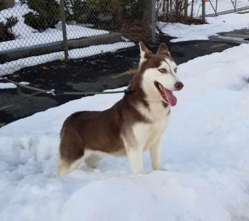 A young medium-sized female Red / Chestnut / Orange Husky dog named Aurora for adoption in West Orange, NJ