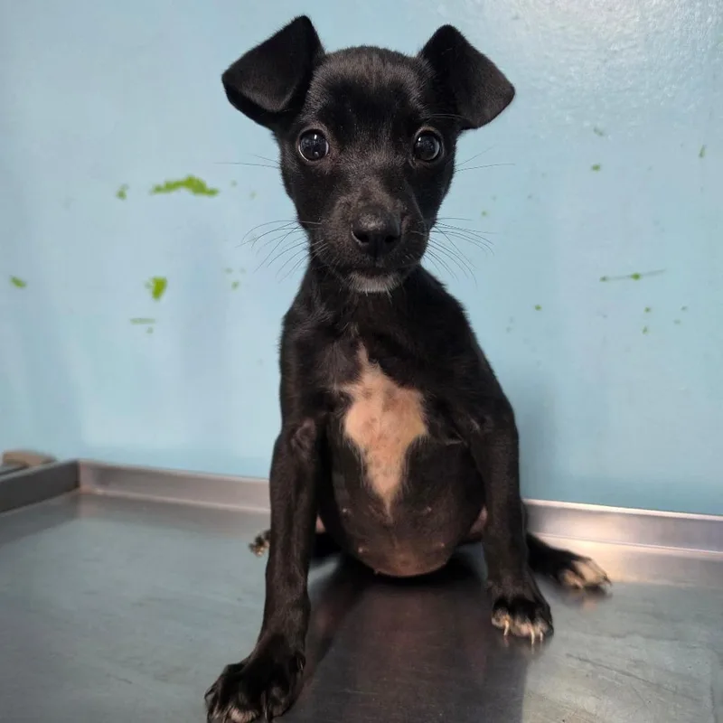 A baby small-sized female Black Mixed Breed dog named Mirabel for adoption in Jefferson city, TN