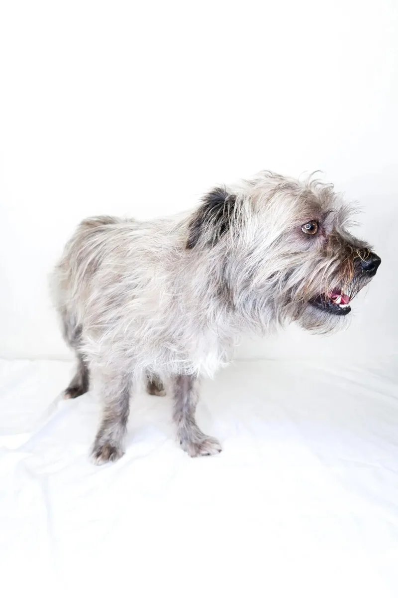 An adult small-sized male Gray / Blue / Silver Terrier dog named Scrappy for adoption in Bixby, OK