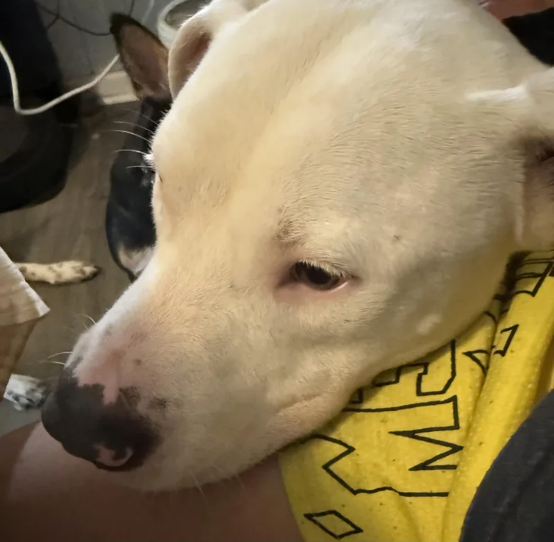 A young large-sized male White / Cream Pit Bull Terrier dog named Bruce for adoption in Folkston, GA