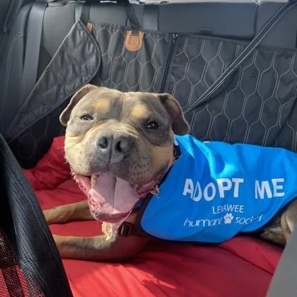 An adult medium-sized male Gray / Blue / Silver Mixed Breed dog named Duckie for adoption in Adrian, MI