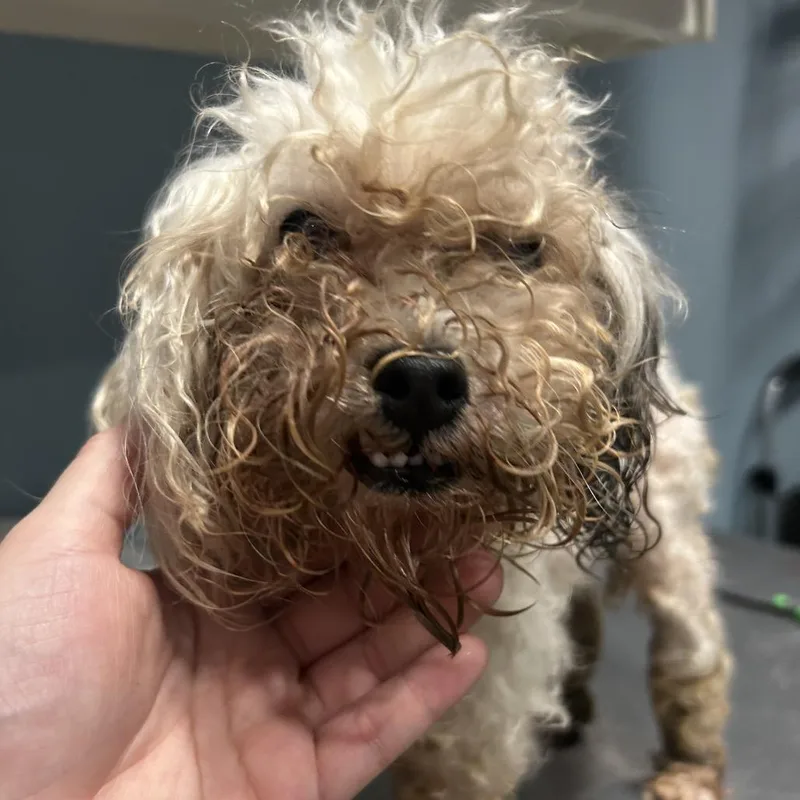 An adult small-sized female White / Cream Mixed Breed dog named Creme Brulee for adoption in Chattanooga, TN