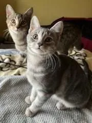 Trixter & Journey thumbnail 4